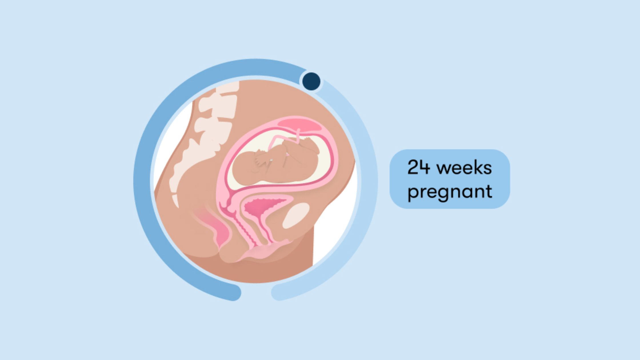 How Long to Wait If Baby Not Moving 24 Weeks